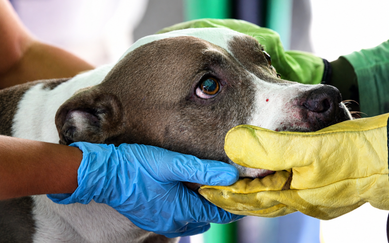 Estudiantes de Medicina Veterinaria ayudan a animales afectados por el terremoto en Cali