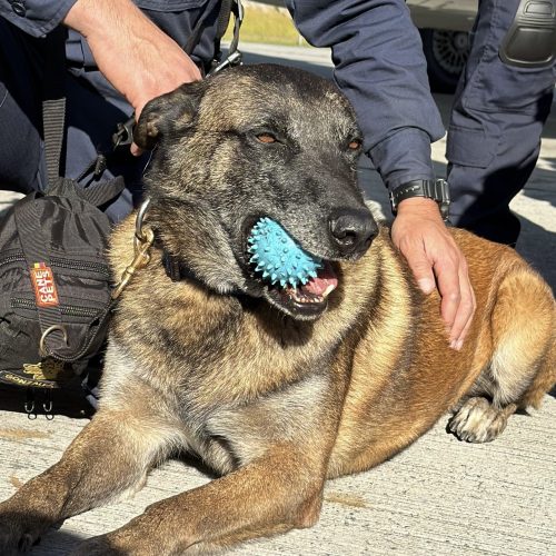 Héroes de 4 patas buscan vida entre los escombros en Cali