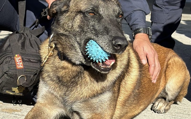 Héroes de 4 patas buscan vida entre los escombros en Cali