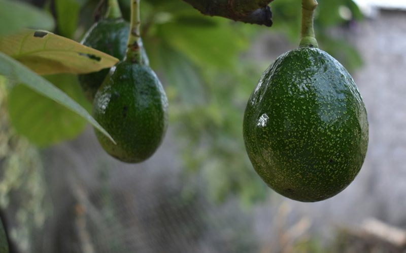 Gobernación del Valle impulsa estudio científico para medir huella hídrica en la producción de aguacate hass